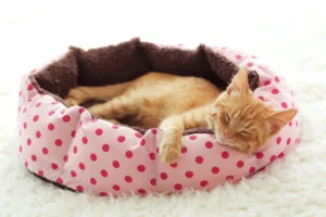 Pets improve mental and physical health, and our carers help clients enjoy that bond at home.